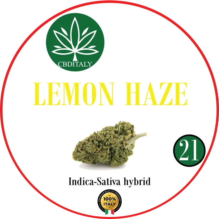 CBDITALY Lemon Haze CBD 21% Indica-Sativa hibridinė kanapių žiedas, pagamintas Italijoje