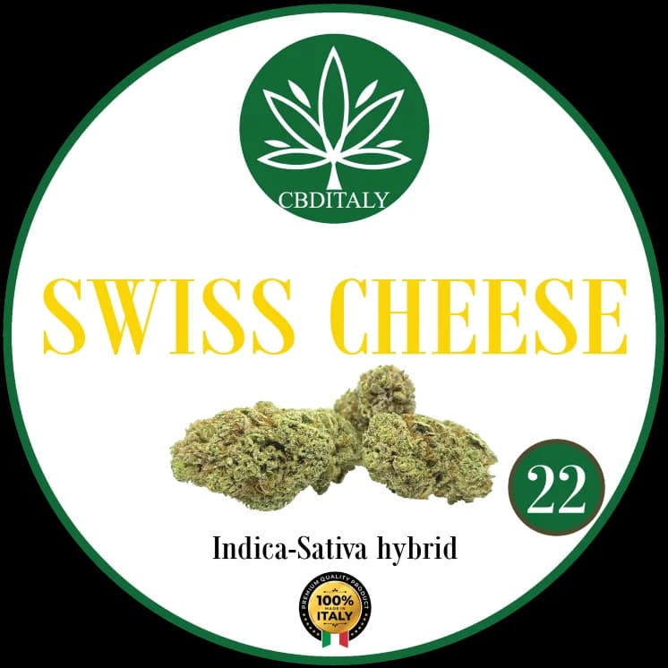 SWISS CHEESE CBD 22%